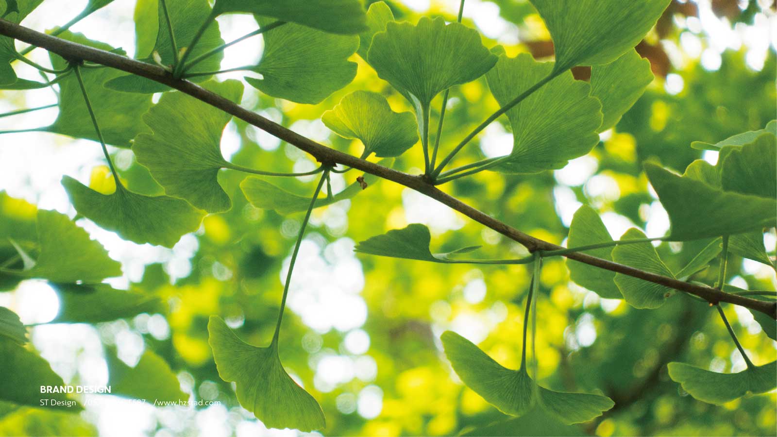 vi設計一套收費標準怎么看？